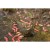 koszyk-zanetowy-korum-camo-window-feeder-60g (1).jpg