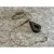 haldorado-camou-lead-clip-box_261163_2_768x768.webp