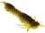 p304_odonata-ned-creaturebait_headline.jpg