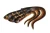 NSC257 (1).webp
