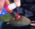 haldorado-tornado-activator-spray-tintahal-barack_231053_2_0x0.jpg