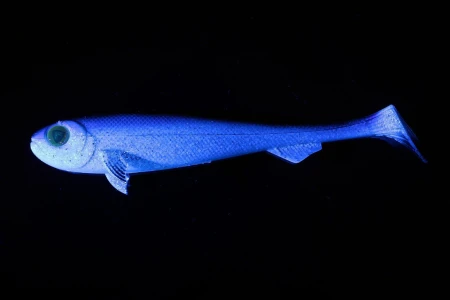 abk_pl_GUMAN-FOX-RAGE-SUPER-SLICK-SHAD-28cm-BLEAK-UV-25527_2.jpg