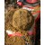 zaneta-sonubaits-super-feeder-roach (4).jpg