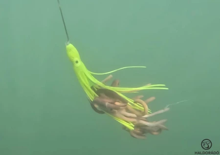 haldorado-catfish-rig-11-klonker-rig_387773_1_0x0.jpg