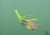 haldorado-catfish-rig-11-klonker-rig_387773_1_0x0.jpg