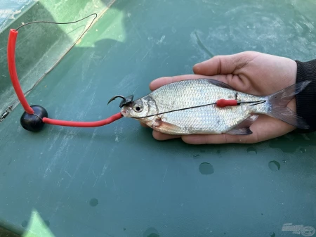 haldorado-catfish-rig-7-fireball-szerelek-200-g_252435_2_0x0.jpg
