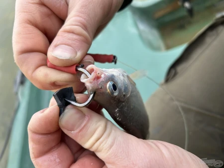 haldorado-catfish-rig-4-elohalas-eloke-haarmontage_252427_2_0x0.jpg
