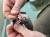 haldorado-catfish-rig-4-elohalas-eloke-haarmontage_252427_2_0x0.jpg