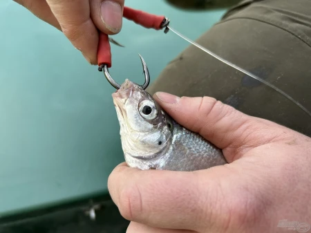 haldorado-catfish-rig-4-elohalas-eloke-haarmontage_252426_2_0x0.jpg