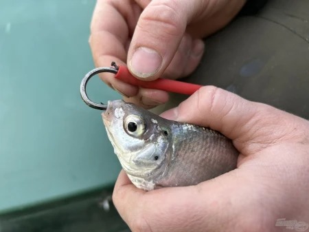 haldorado-catfish-rig-4-elohalas-eloke-haarmontage_252425_2_0x0.jpg