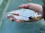 haldorado-catfish-rig-1-stupekes-kombi-eloke_252433_2_0x0.jpg
