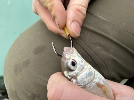 haldorado-catfish-rig-1-stupekes-kombi-eloke_252430_2_0x0.jpg