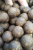 pol_pl_KULKI-ZANETOWE-INVADER-VICTORY-800-g-SQUID-SCOPEX-56_1.png