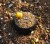haldorado-deep-inline-40-g_216197_1_0x0.jpg