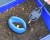 haldorado-tornado-method-mix-tintahal-barack_231249_1_0x0.jpg